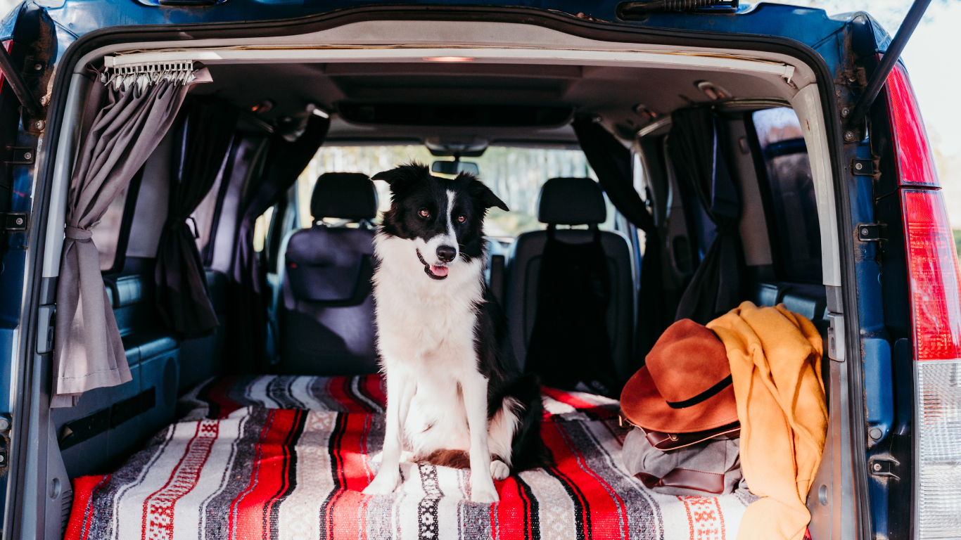 Voyager en van avec son chien : quelle solution choisir pour partir l’esprit libre ?