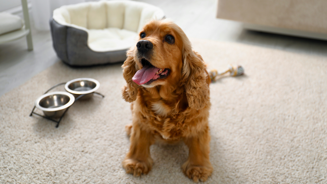 Vacances tout inclus avec son chien : est-ce possible ?