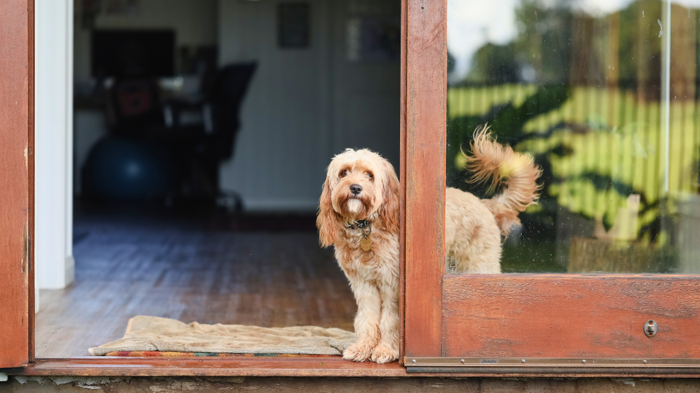 Gîtes de France Drôme : l’option idéale pour des vacances avec son chien