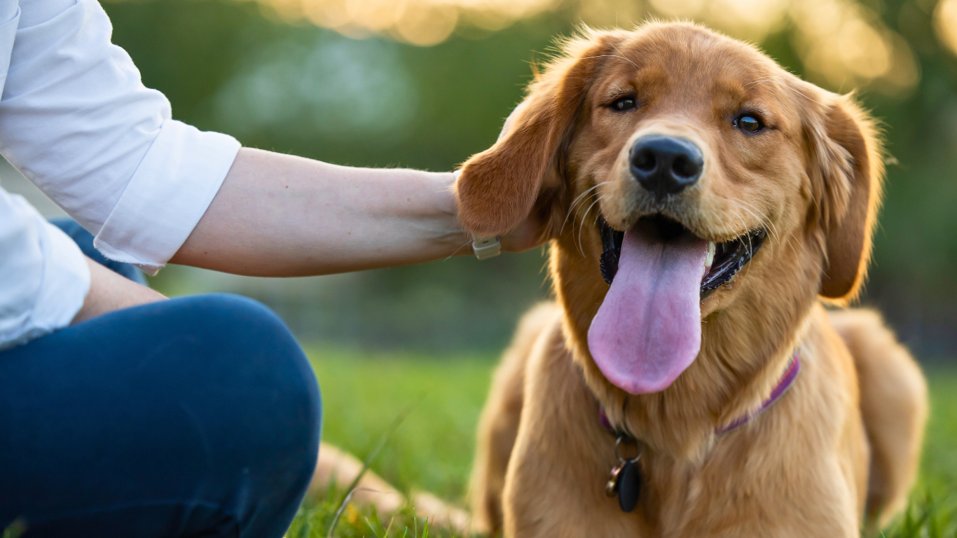 Comment une bonne alimentation et des soins préventifs contribuent à la bonne santé de votre animal ?