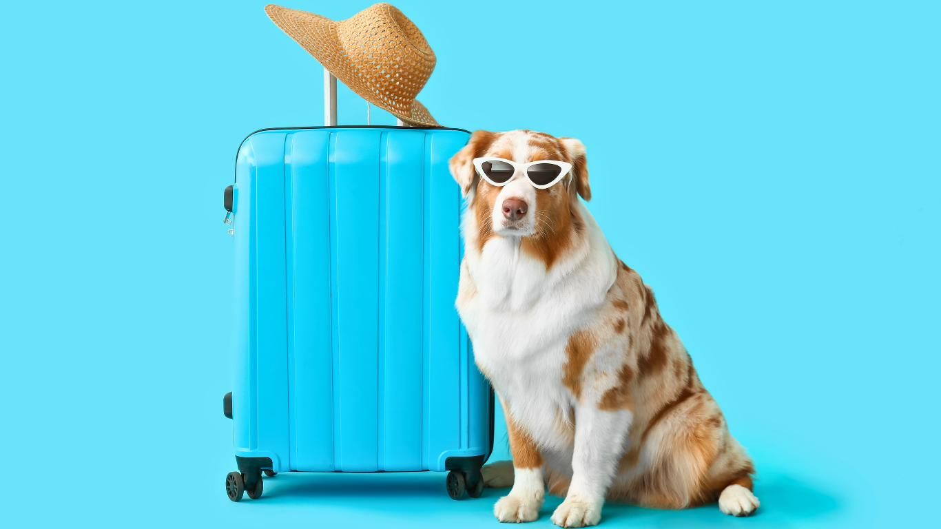 Voyager avec son chien : 3 précautions à prendre