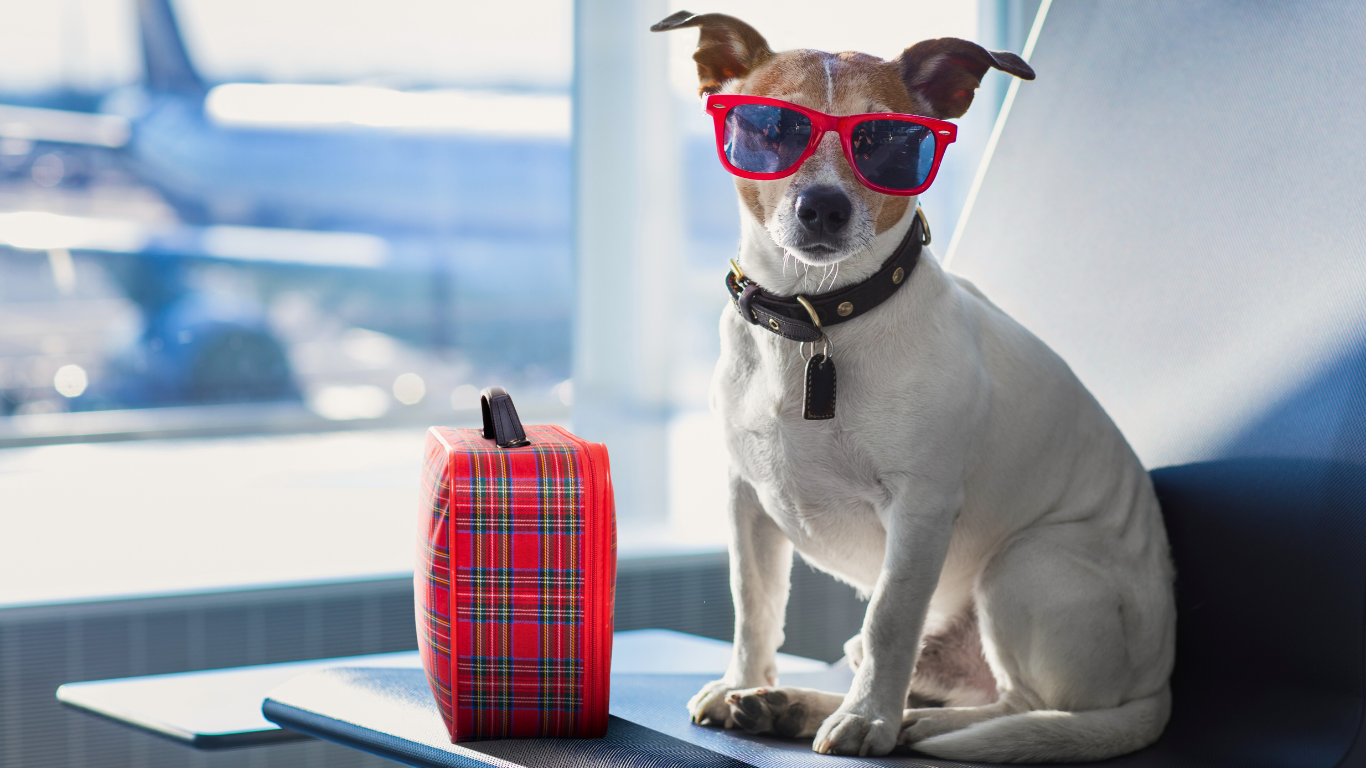 Prendre l’avion avec son chien : AirHelp, l’allié en cas de galère aérienne