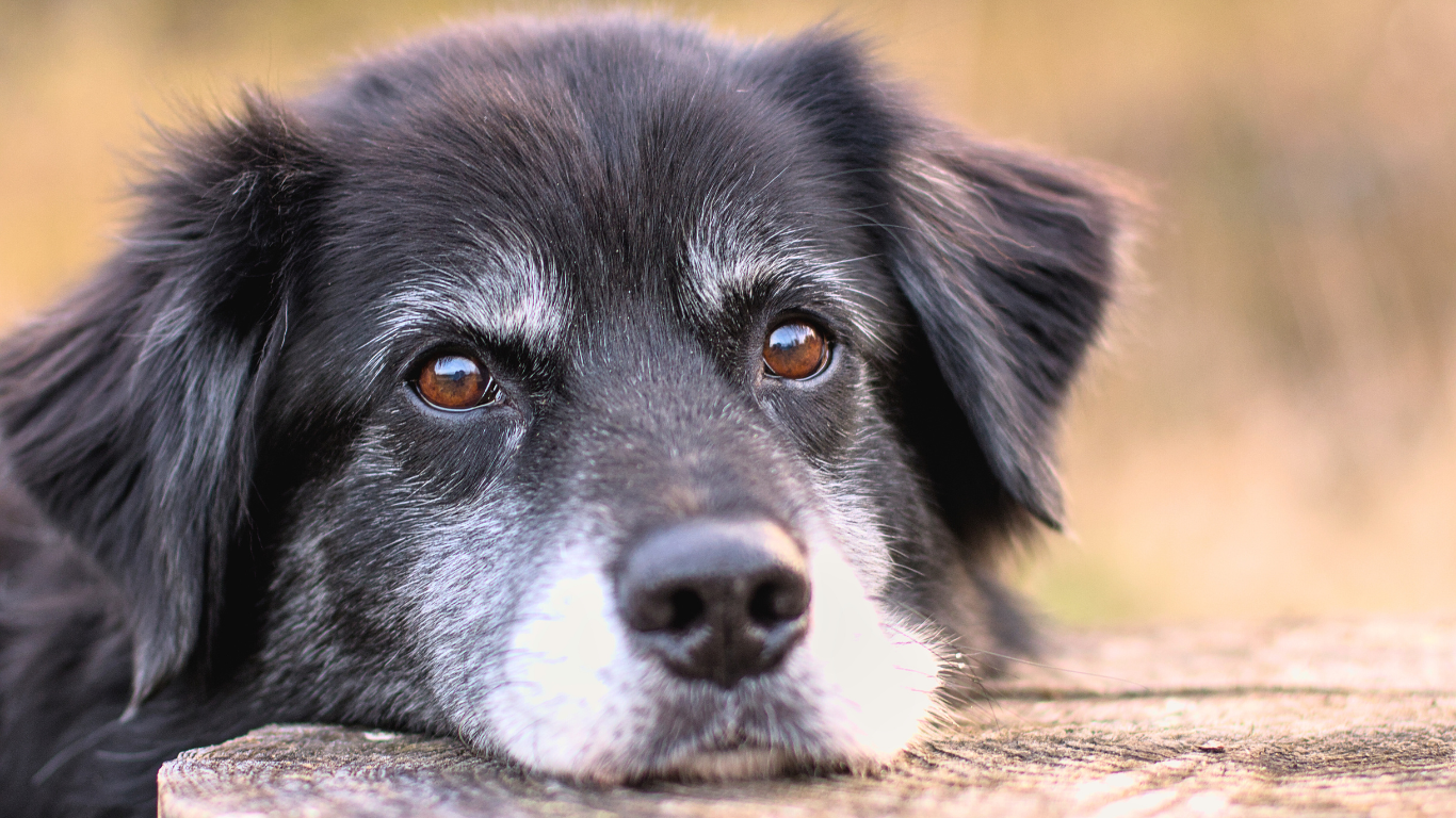 Quelles croquettes choisir pour un chien stérilisé et senior ?