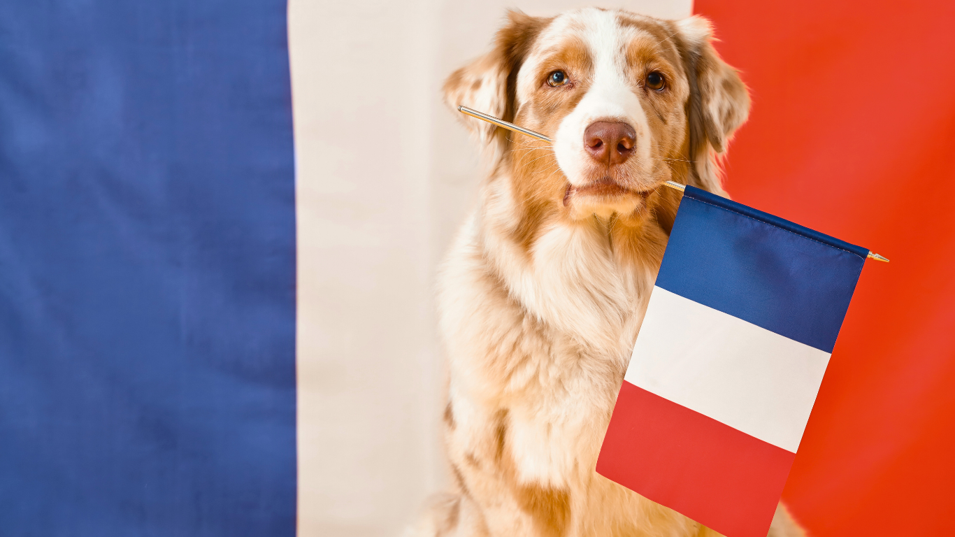 Comment bien organiser le voyage de son chien en France ?