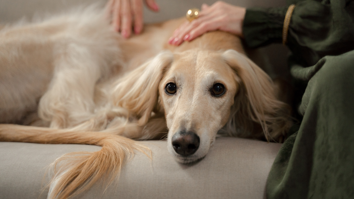 Chien qui vomit : comprendre les causes et savoir quand s’inquiéter, en voyage comme à la maison