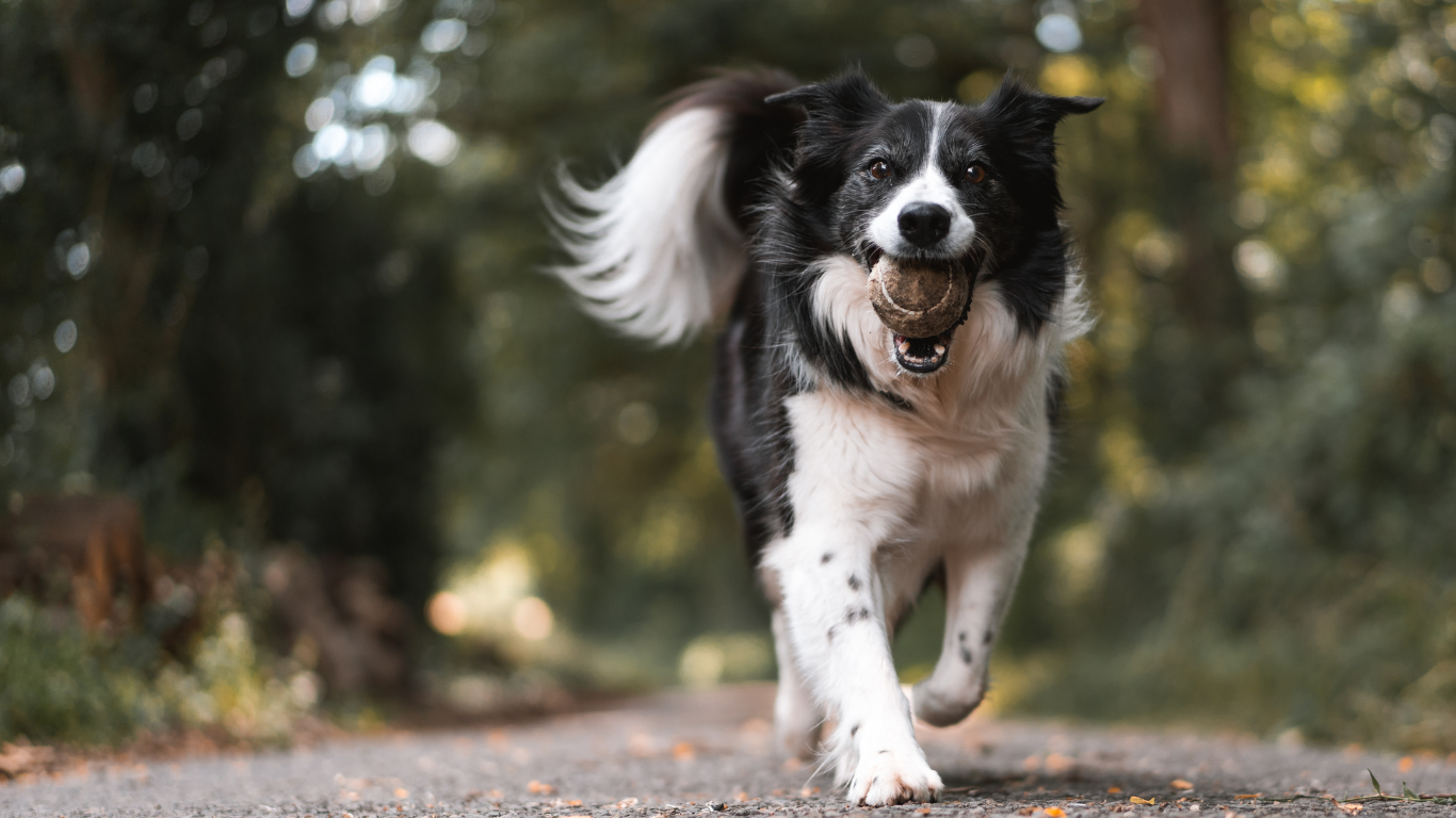 Chien sportif, senior ou voyageur : quels compléments alimentaires pour répondre à ses besoins réels ?