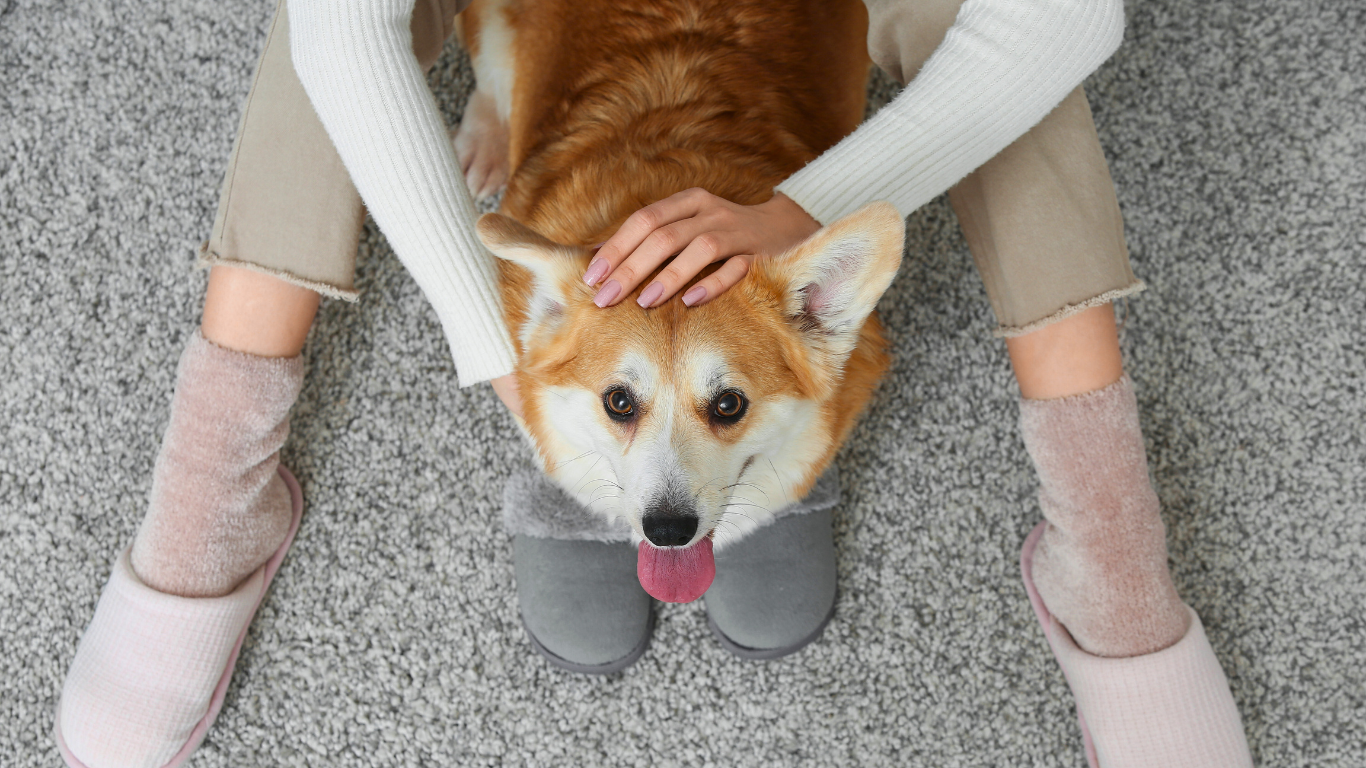 Assurance responsabilité civile pour les chiens : ce qu’il faut savoir avant de souscrire