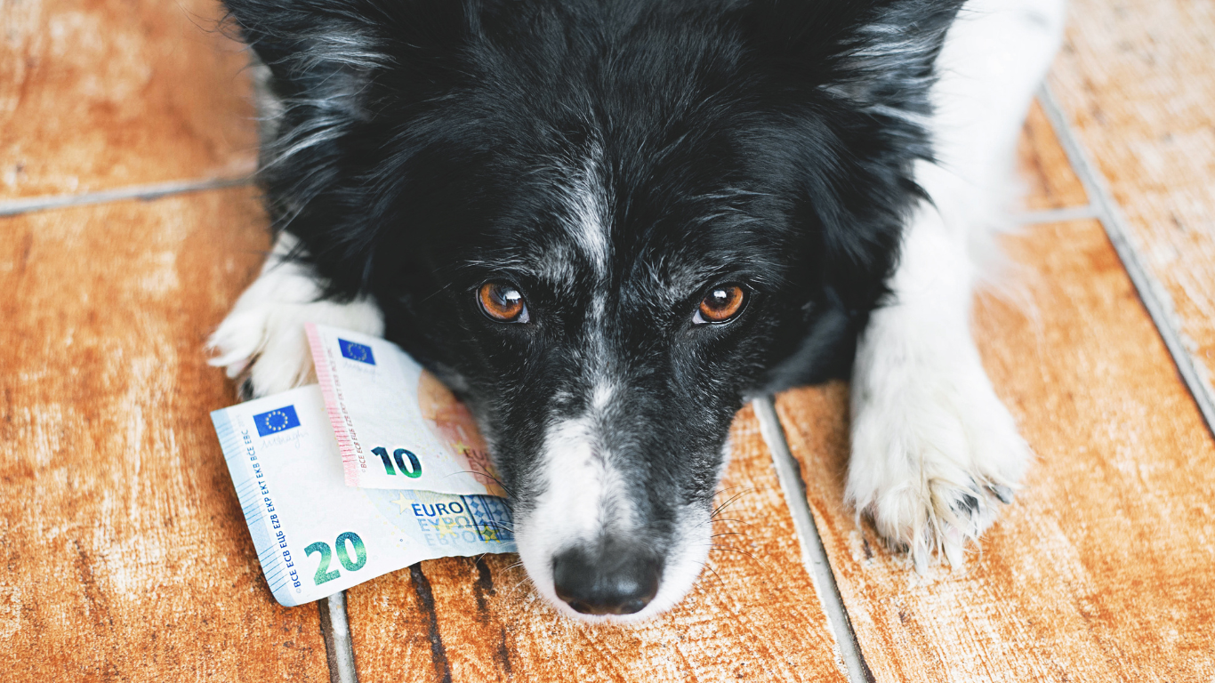Vacances avec son chien : les dépenses auxquelles on ne pense pas (et comment les éviter)