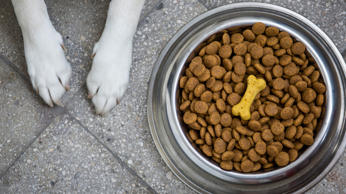 Que mettre dans la valise de son chien quand il a une digestion fragile ?