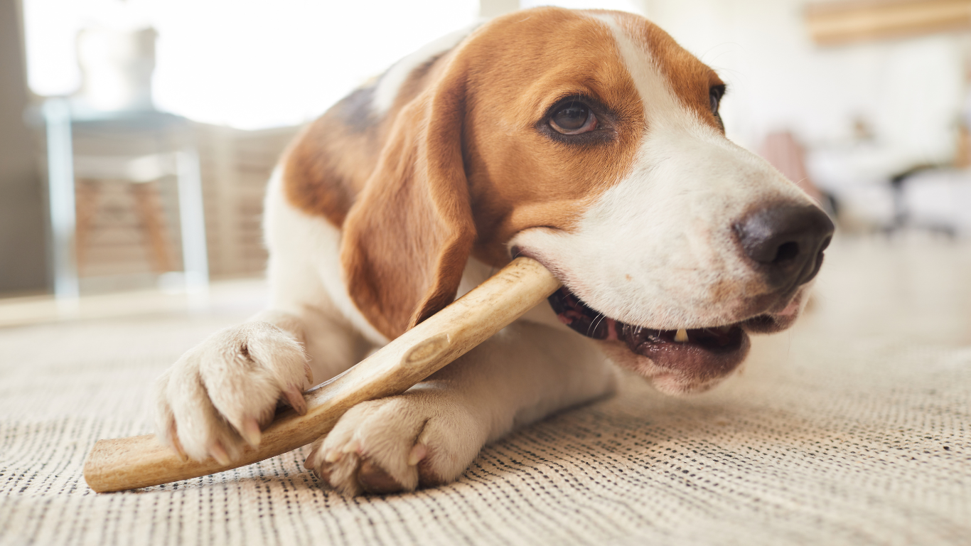 Les meilleures friandises naturelles à emporter en voyage avec son chien