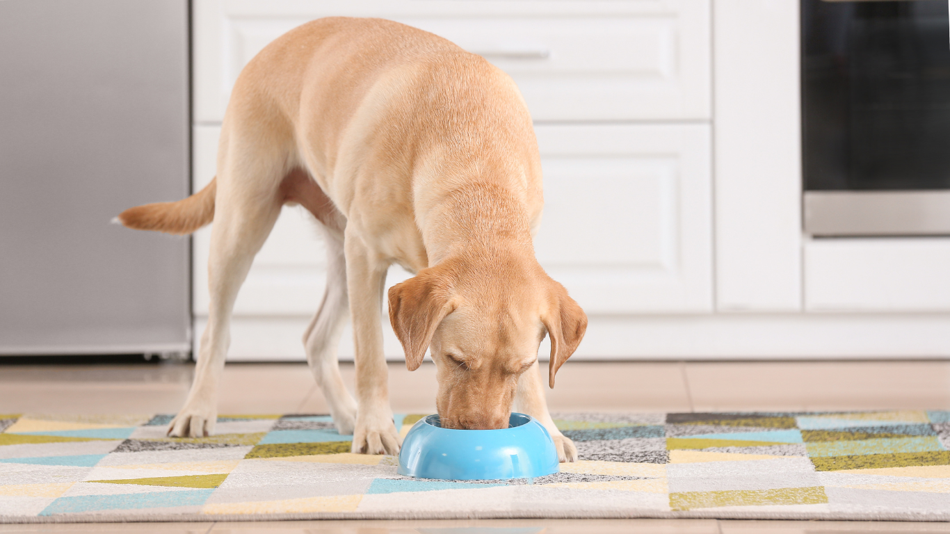 Bien nourrir son chien en voyage : conseils et erreurs à éviter