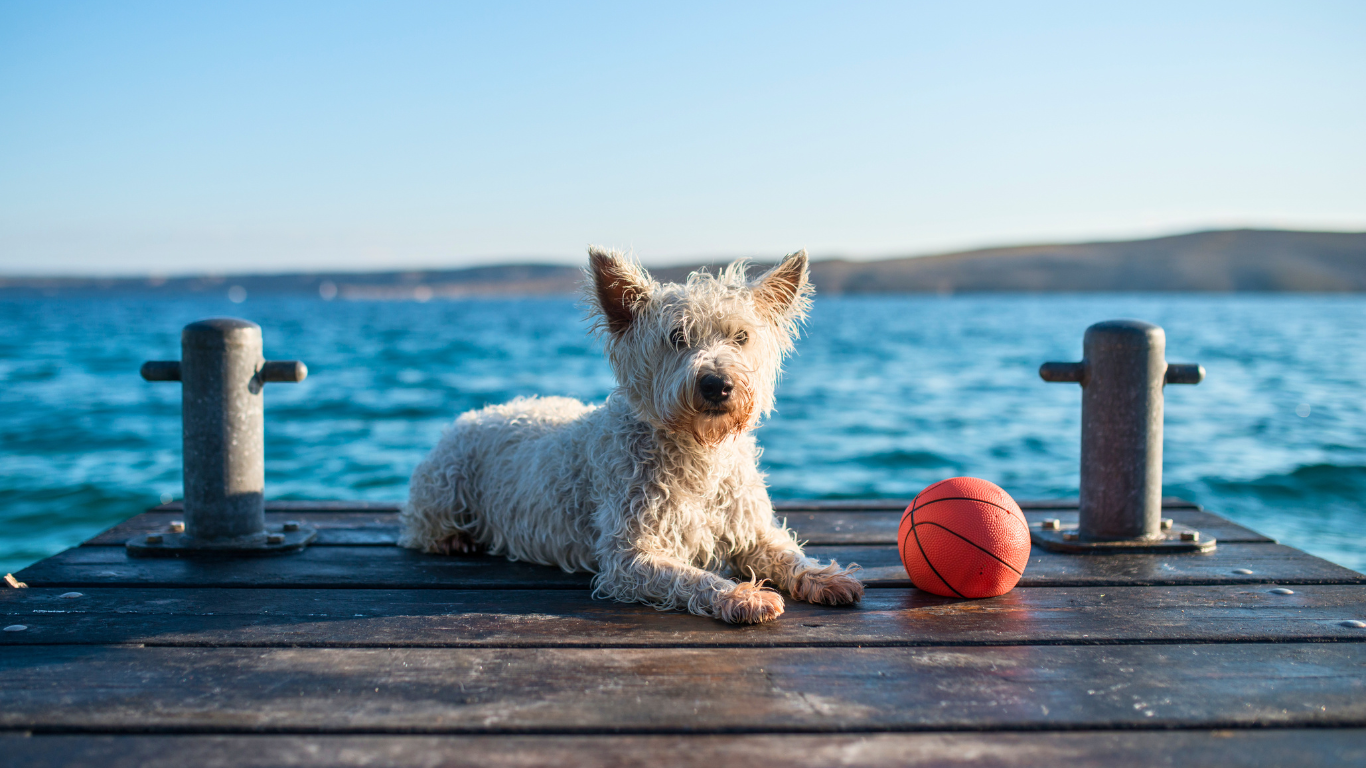 Assurance animaux : Votre chien est-il couvert en cas d’accident pendant les vacances ?