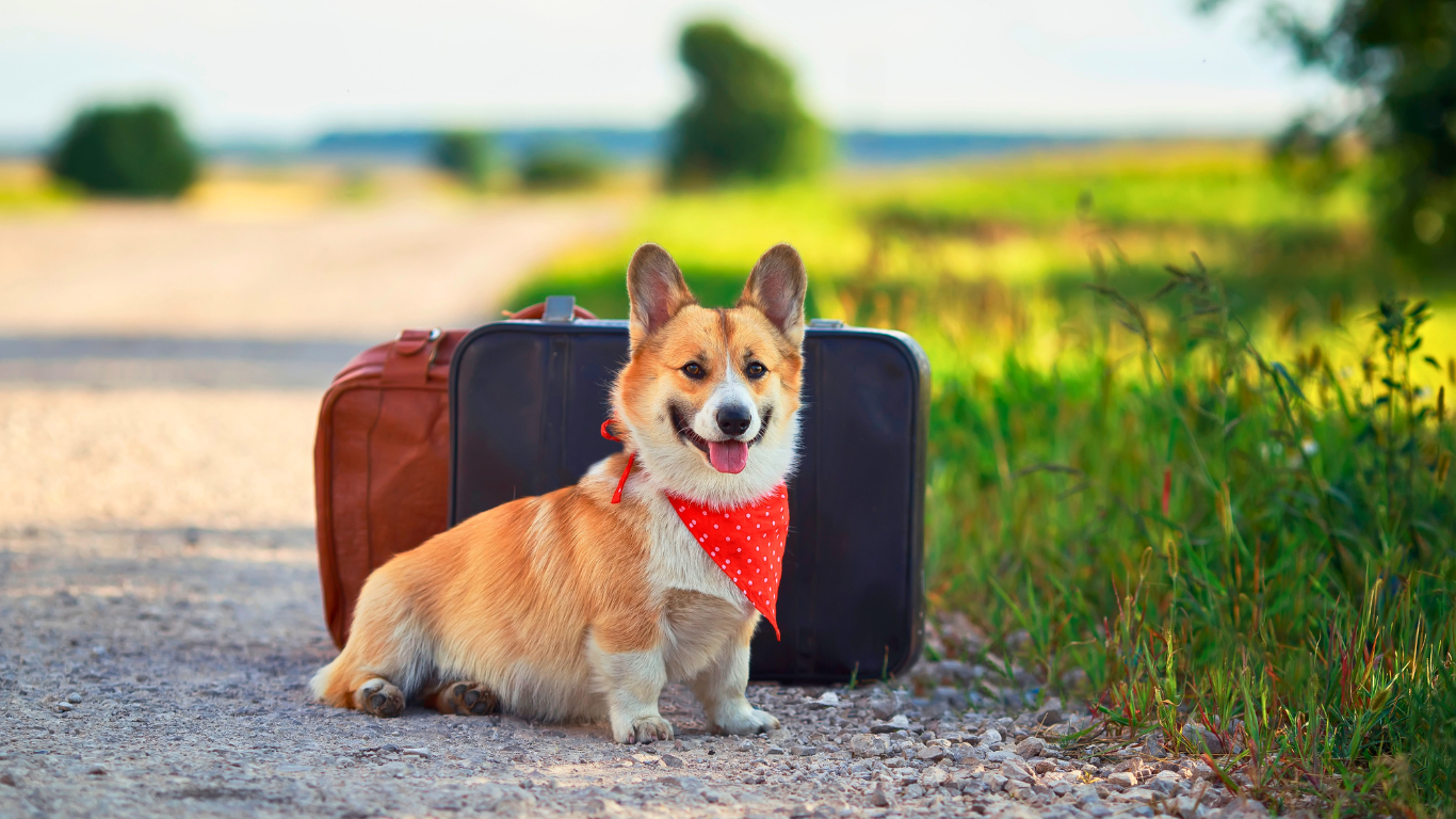 Retour de vacances : pourquoi votre chien met parfois 3 semaines à s’en remettre