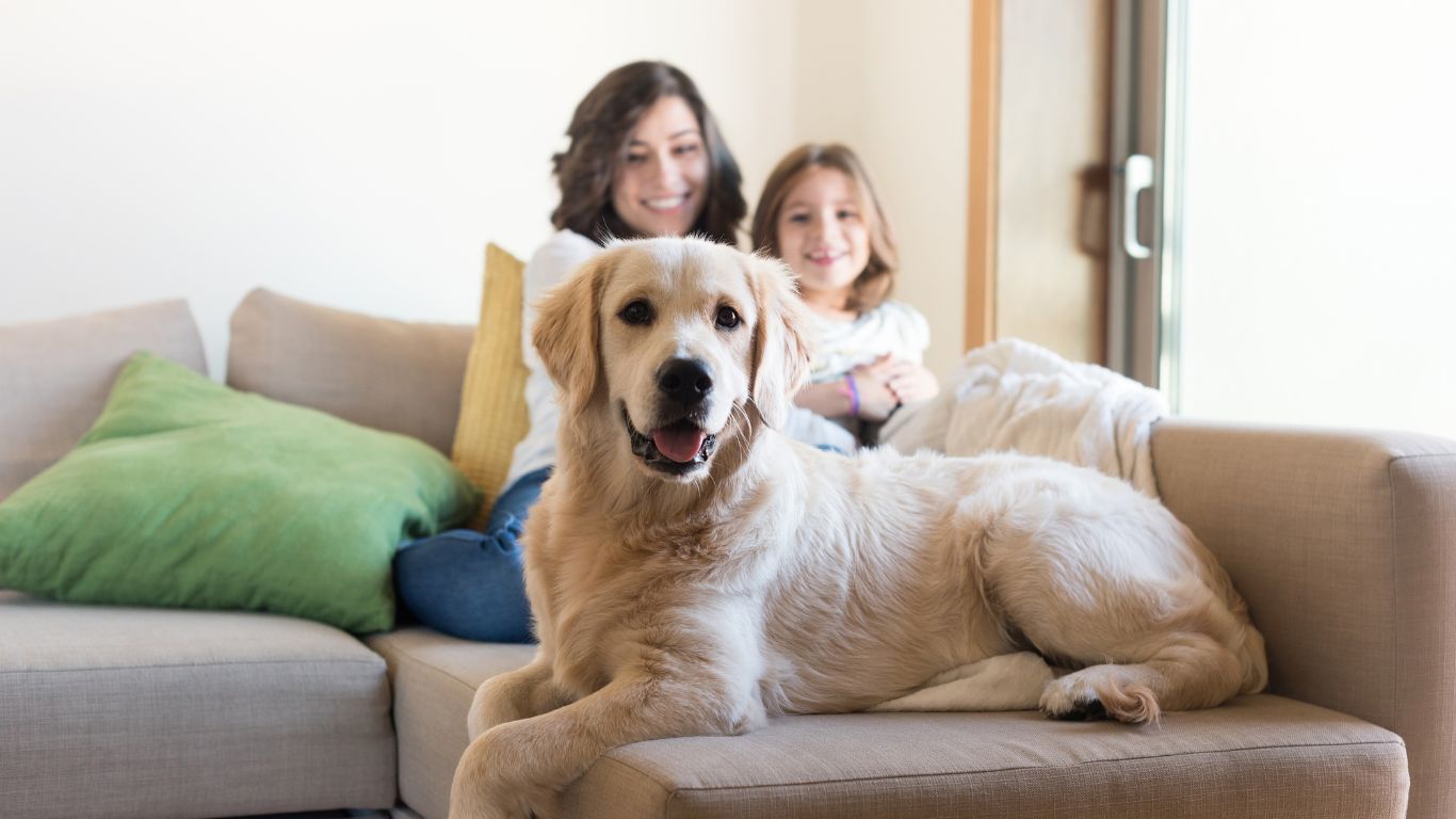 hébergement dog-friendly