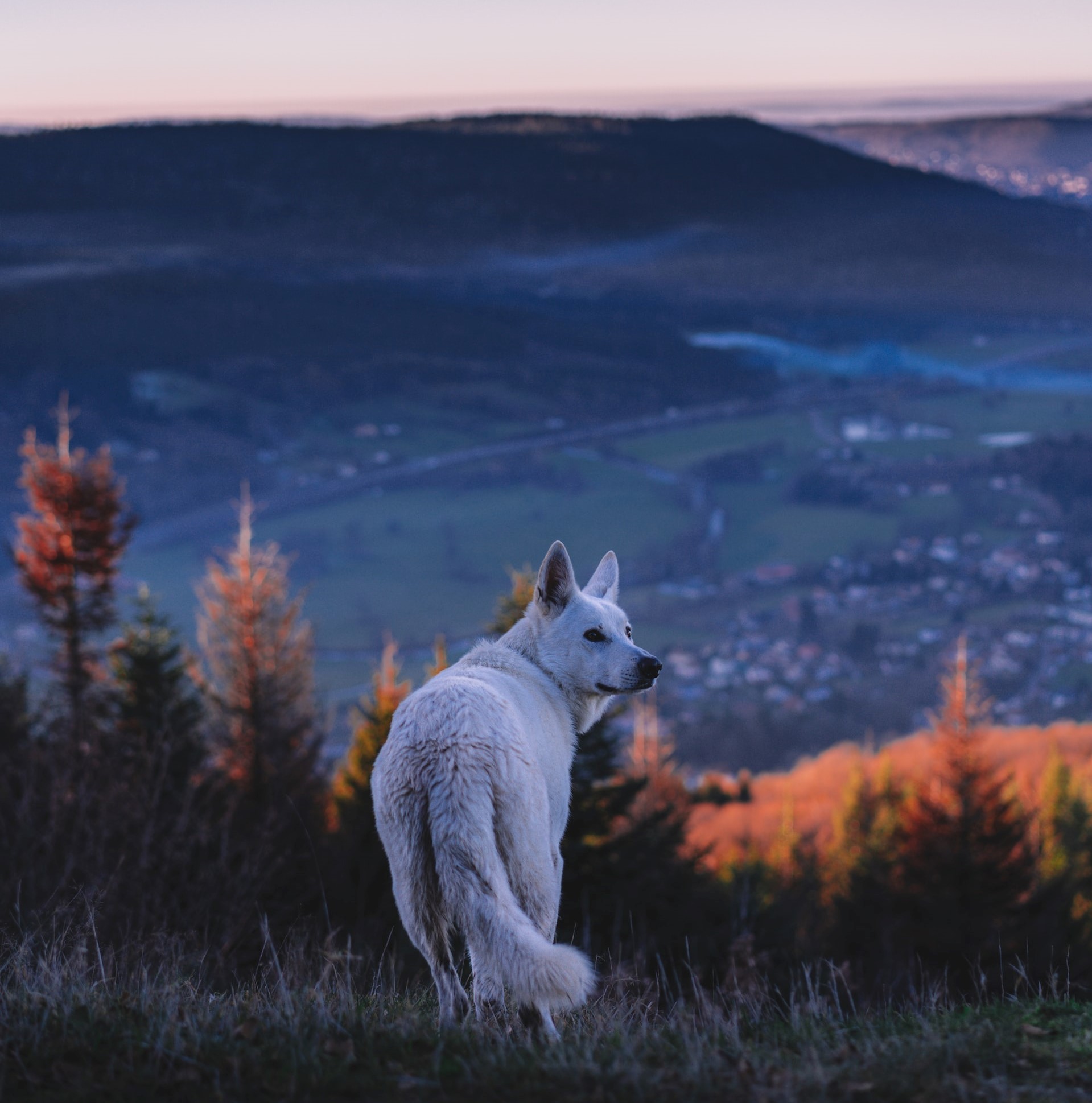 vosges