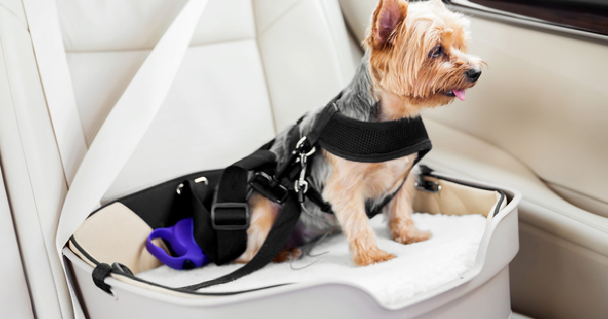Ceinture De Sécurité Pour Chien En Voiture - Harnais Réglable 50-65 Cm, Avec Réflecteurs, Pour Petits Et Moyens Chiens - 5