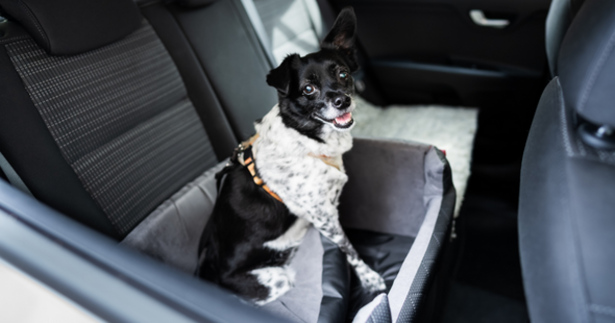 Une sangle pour proteger votre chien en voiture