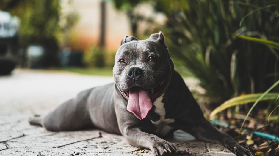 chien allongé chien allongé