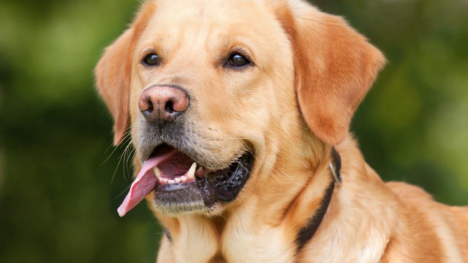 labrador labrador