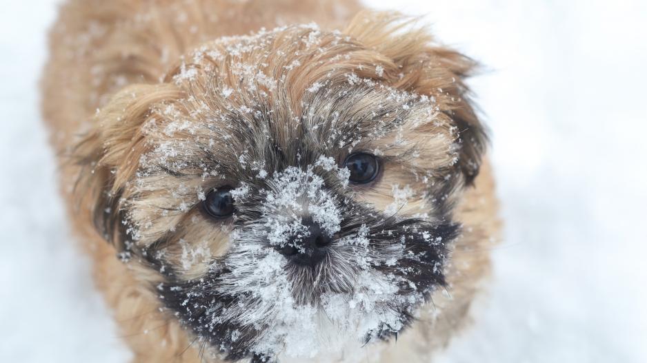 chiot neige chiot neige