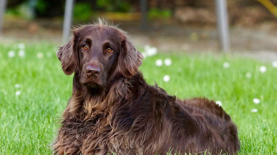 chien noir chien noir