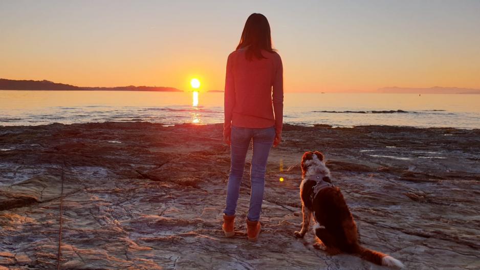 dog and sunset dog and sunset