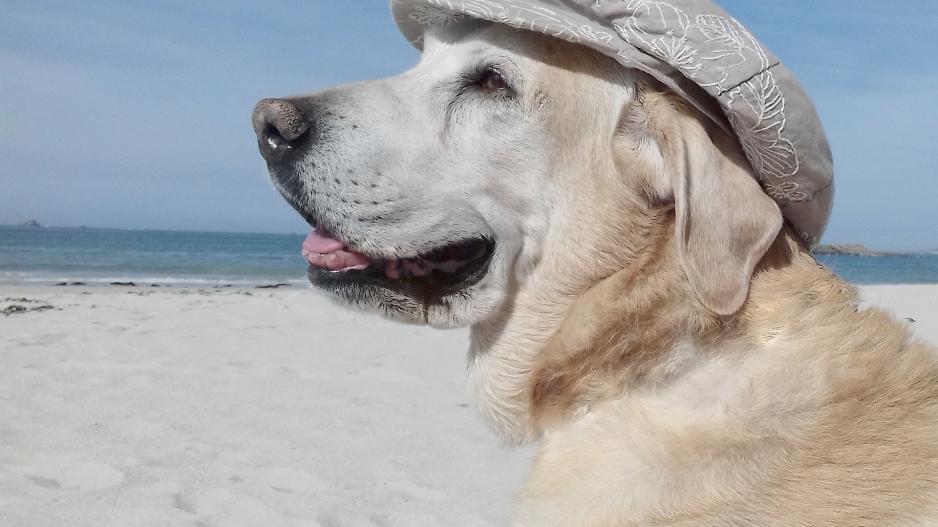 chien chapeau chien chapeau