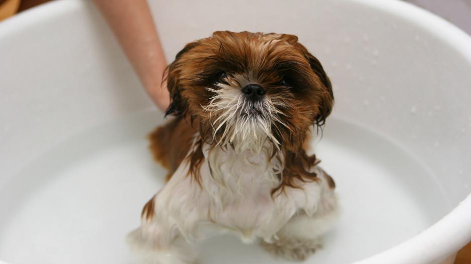 chien bain chien bain