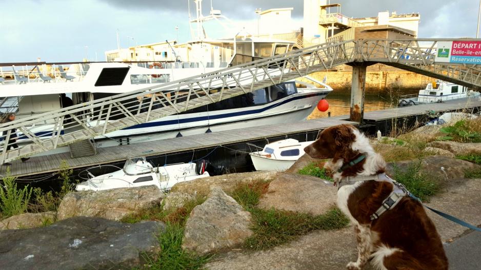 chien en bateau chien en bateau