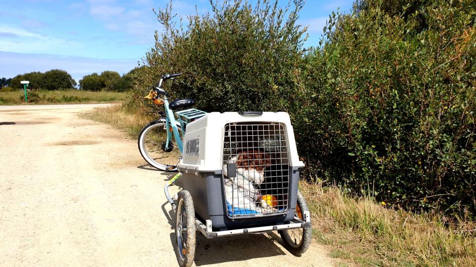remorque pour chiens remorque pour chiens