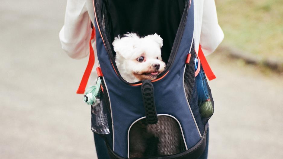 sac à dos chien sac à dos chien
