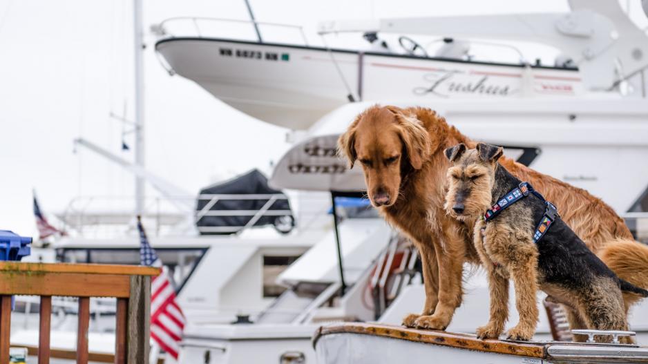 chiens bateau chiens bateau