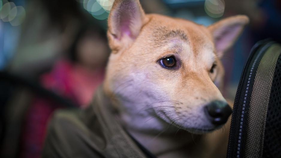 sac de transport chien sac de transport chien