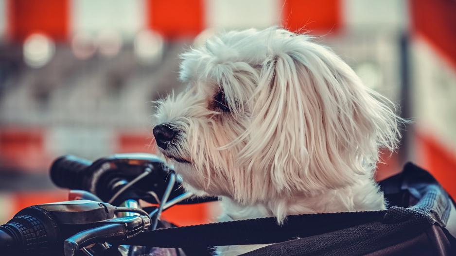 chien vélo chien vélo