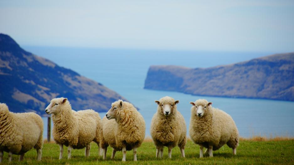nouvelle-zélande nouvelle-zélande