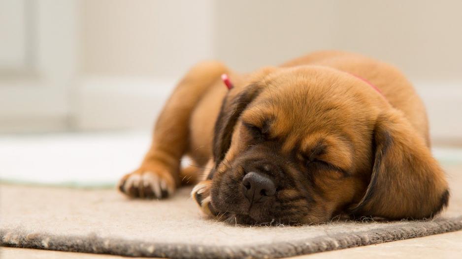 chiot endormi chiot endormi