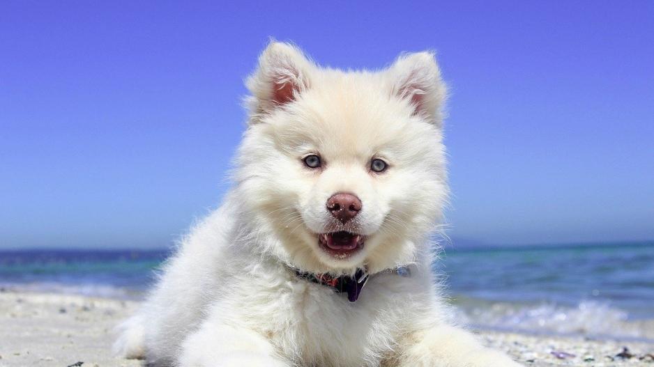 chiot chiot