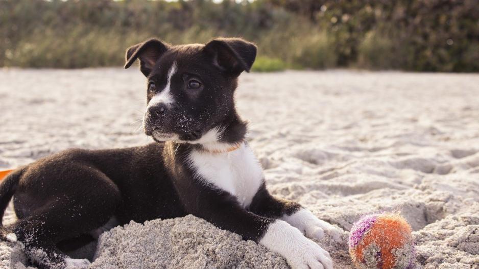chiot chiot