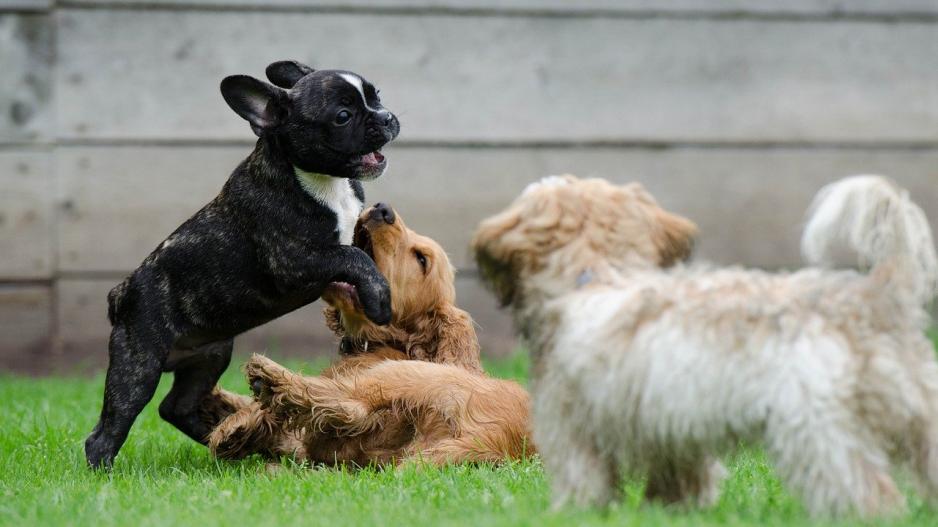 chiots chiots