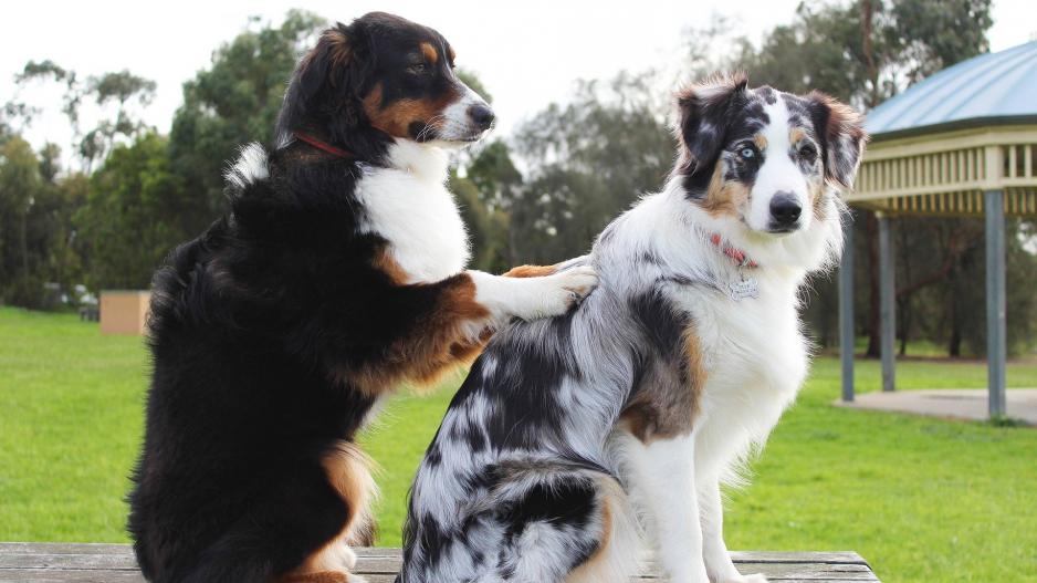 massage chien massage chien