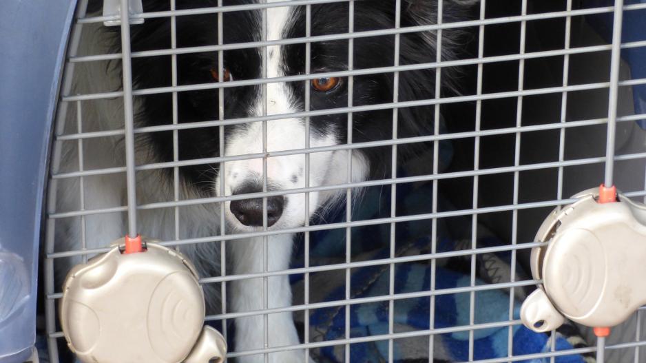 cage chien cage chien