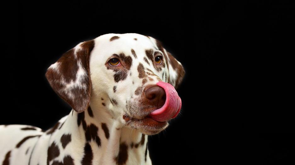 dalmatien dalmatien