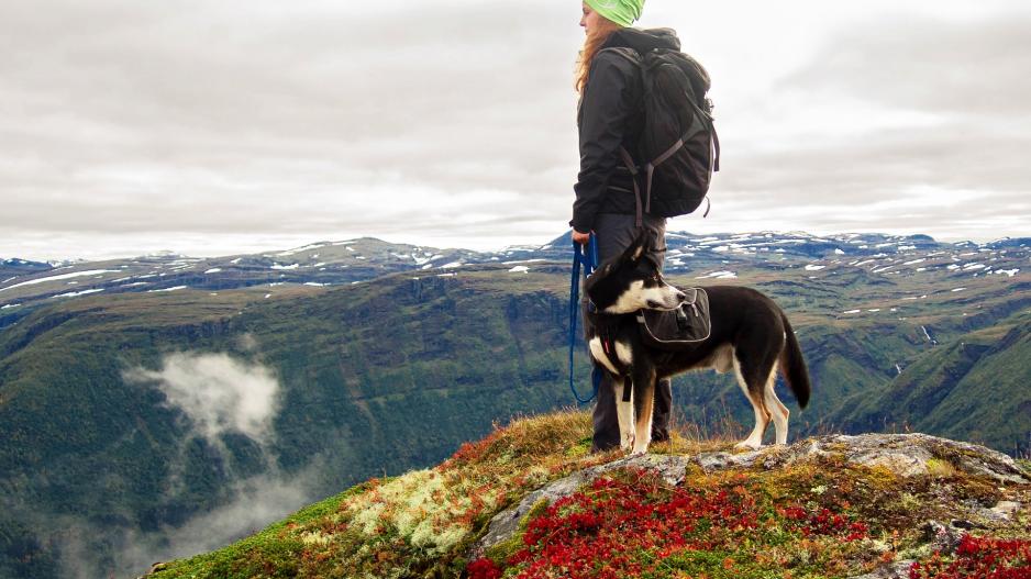 chien montagne chien montagne
