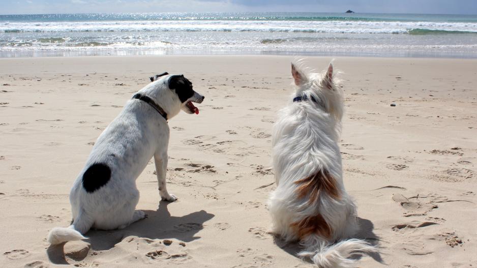 chiens plage