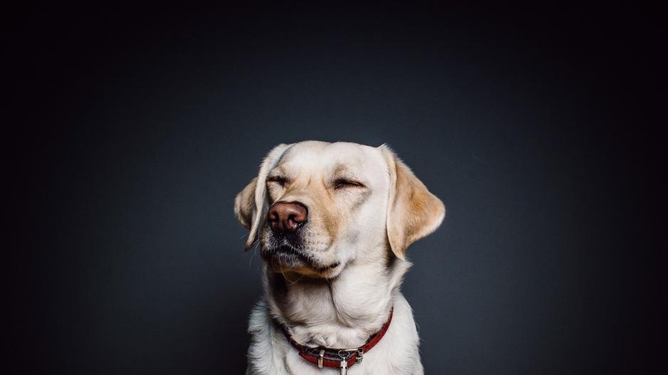 labrador labrador