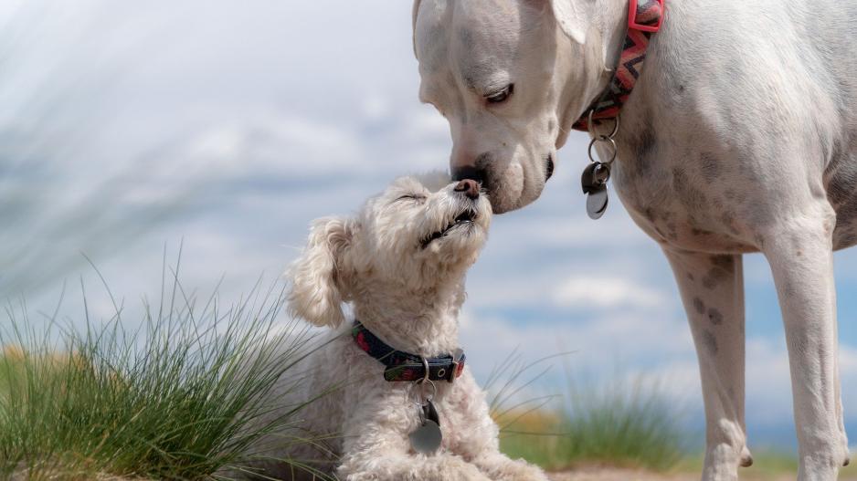 chiens chiens