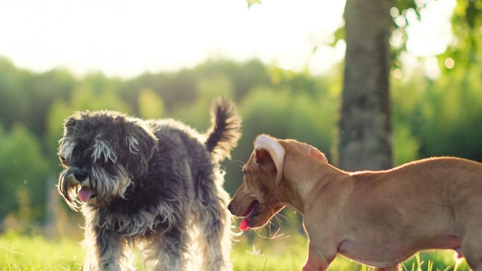 deux chiens deux chiens