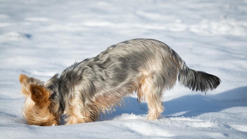 chien creuse chien creuse