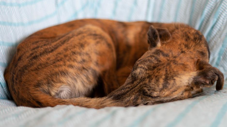 chien qui dort chien qui dort