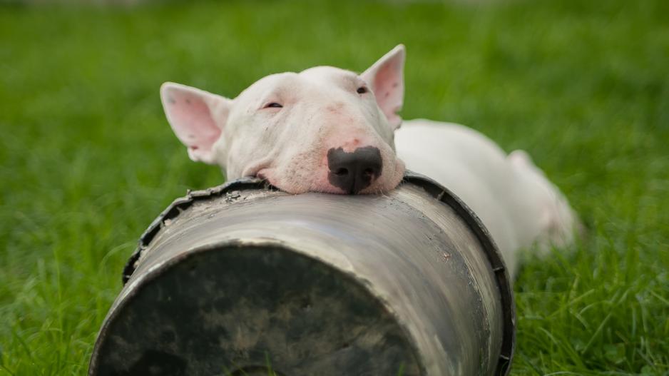 bull terrier bull terrier